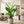 2.1 Meter Tall Artificial Traveler Banana Tree with 5 Branches and 22 Green Leaves – Lush Tropical Indoor Home Decor Plant