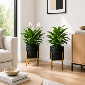 Set of 2 Small Black Metal Planters with Gold Legs - Modern Minimalist Indoor Plant Pots for Home Decor by Sona Casa