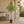 Large Nearly Natural Artificial Olive Tree with Black Olives, 47