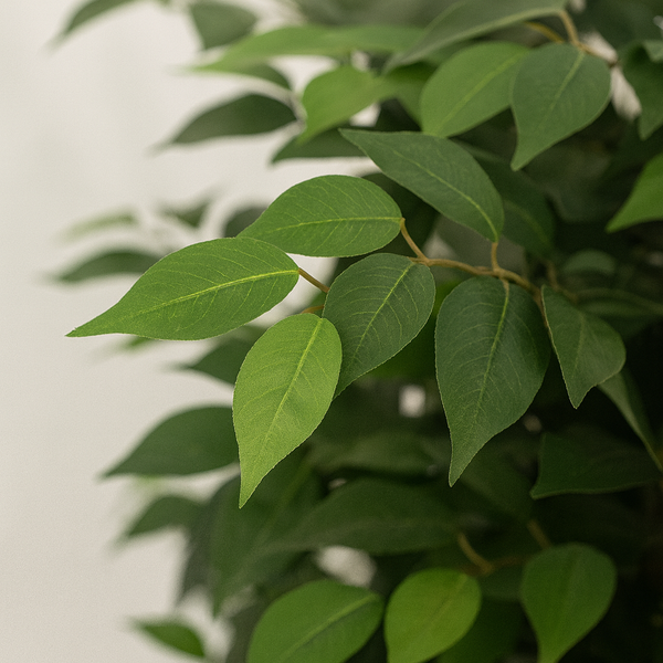 Artificial Ficus Tree, Lifelike Leaves Trunk 6 ft Tall Fake Ficus Leaves Plant with Black Cement Base for Indoor Decor-Sona Casa