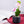 Small Faux Orchid Plant, Velvet Touch, With Small Planter, Indoor Fake Plant by Accent Collection Home Decor
