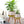 Indoor Planters Set of 2, 26