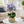 Elegant Gold Ceramic Vase with Artificial Purple Blue Orchid - Accent Collection