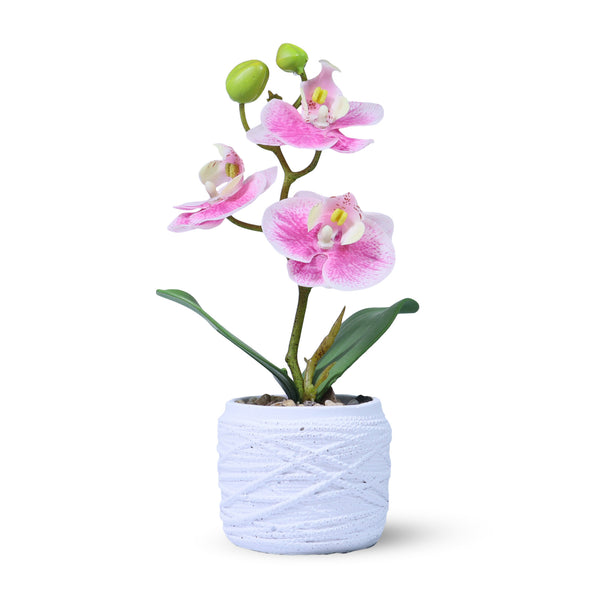 Small White Potted Orchid Plant, Pink Spots, Handmade Rustic Decor, Housewarming Gift 9in, 23cm by Accent Collection